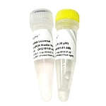miRNA Universal SYBR qPCR Master Mix