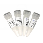 ChamQ SYBR qPCR Master Mix (Without ROX)