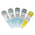 ChamQ SYBR Color qPCR Master Mix (Without ROX)