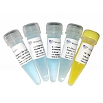 ChamQ SYBR Color qPCR Master Mix (Low ROX Premixed)