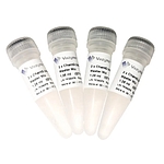 ChamQ Universal SYBR qPCR Master Mix
