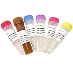 TUNEL FITC Apoptosis Detection Kit