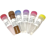 TUNEL BrightGreen Apoptosis Detection Kit