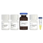 Dual Luciferase Reporter Assay Kit