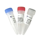 T7 Endonuclease I