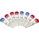 T7 RNAi Transcription Kit