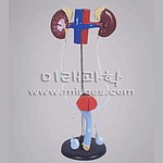 남자 A형 배설계 구조 (MRS1426)