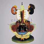 배설계 구조 A-1 (MRS5516)