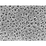CA Membrane (11105-47-N)