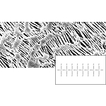 Hydrophobic PTFE 멤브레인 필터 (11803-47-N)