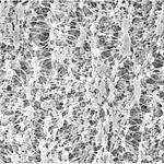 Omnipore Membrane Filter