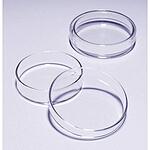 Pyrex Petri dish diam. × H 80 mm × 20 mm