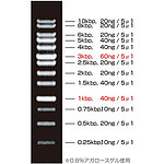 DNA 래더 마커 1kbp