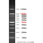 DNA 래더 마커