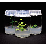 식물 배양 용기 (Plant Culture Container (Glass))