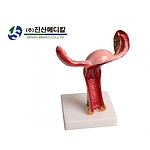 자궁 모형