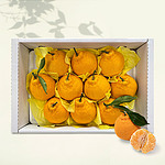 제주애귤 서귀포직송 한라봉 선물세트 (2kg/6-10과)