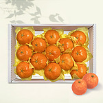 제주애귤 서귀포직송 레드향 선물세트 (2kg/8-12과)