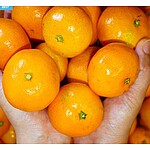 (법인전용) 노지조생 감귤/10kg 로얄과(S/M)