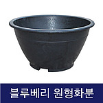 고무다라 블루베리 원형화분