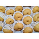 (법인전용) 나주배 15kg 못난이배 (양념전용)