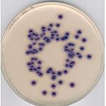 Coliform Agar For Microbiology