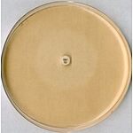 Test Agar Ph 8.0 For The Inhib