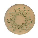 Chromocult Tbx (Tryptone Bile X-glucuronide) agar